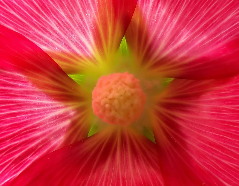 "Blumenleuchten 4"