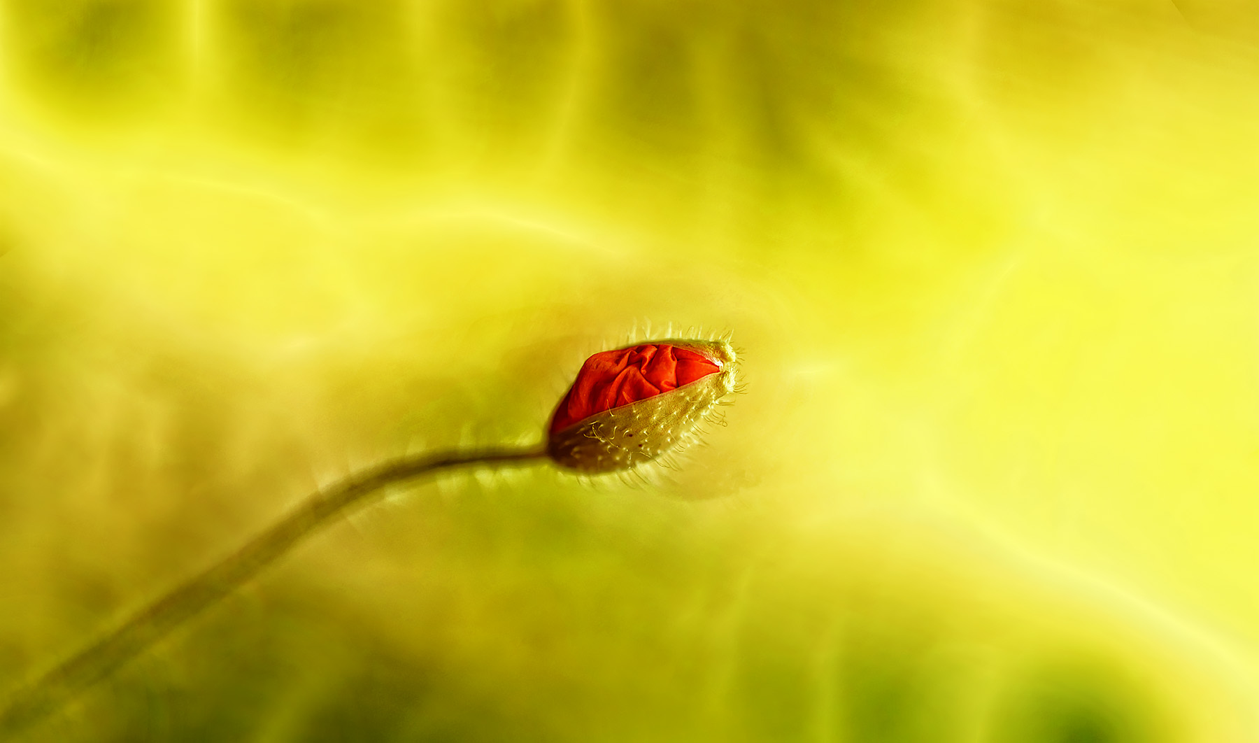 blumen.leuchten.aufgang ...