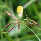 Blumenliebhaber? Der Wiesengrashüpfer.