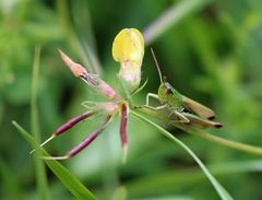 Blumenliebhaber? Der Wiesengrashüpfer.