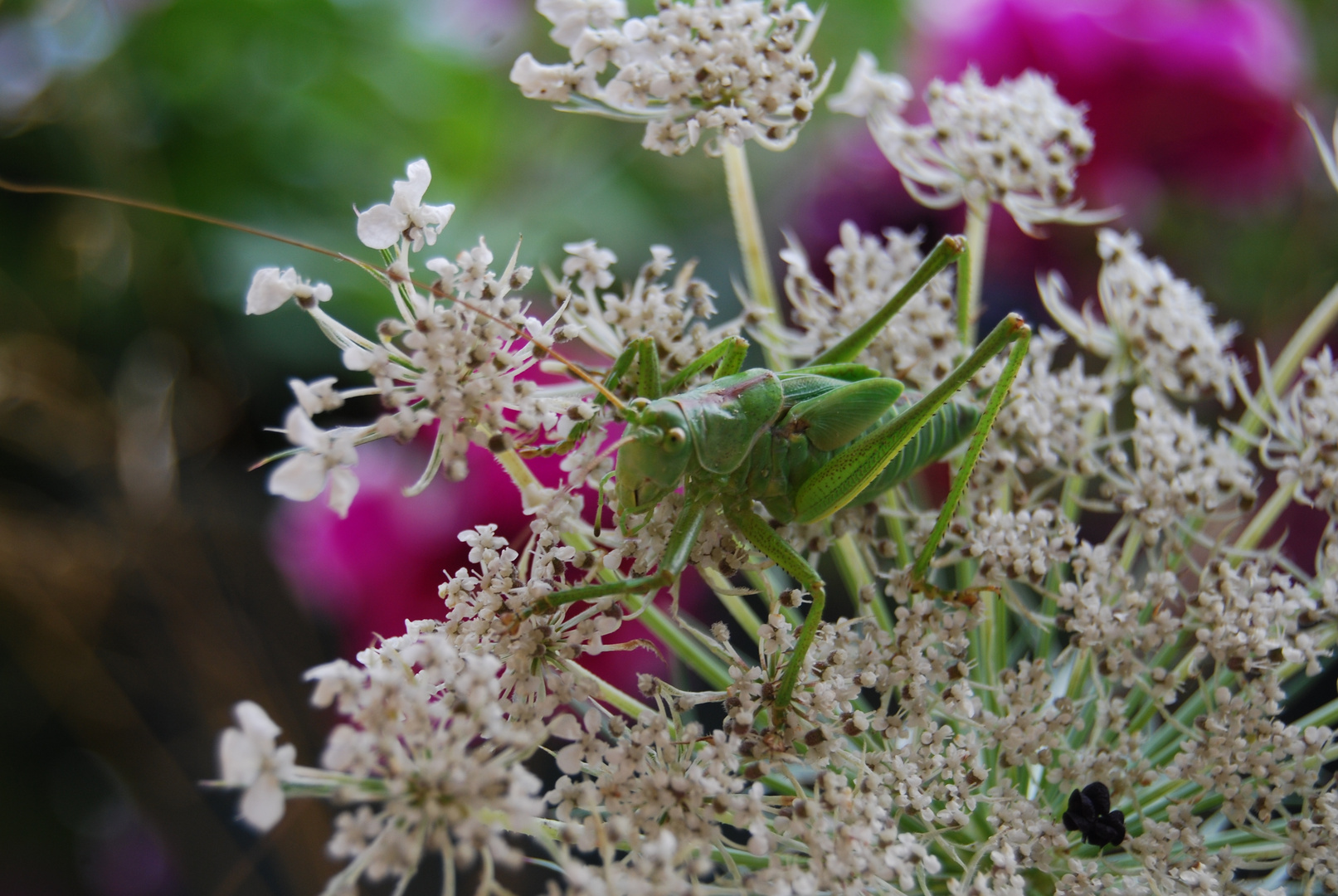 Blumenmädchen