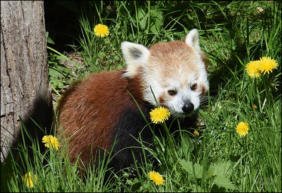 Blumenmädchen !!!!