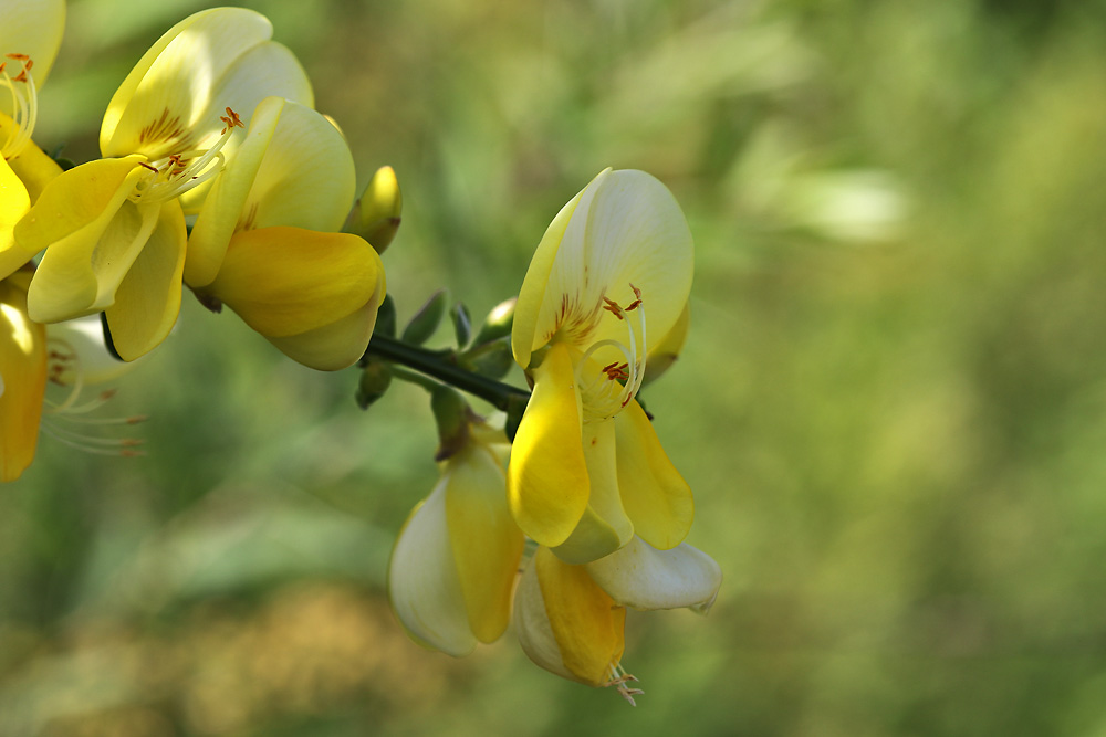 Blumenmakro an einem sonnigen Frühlingstag...