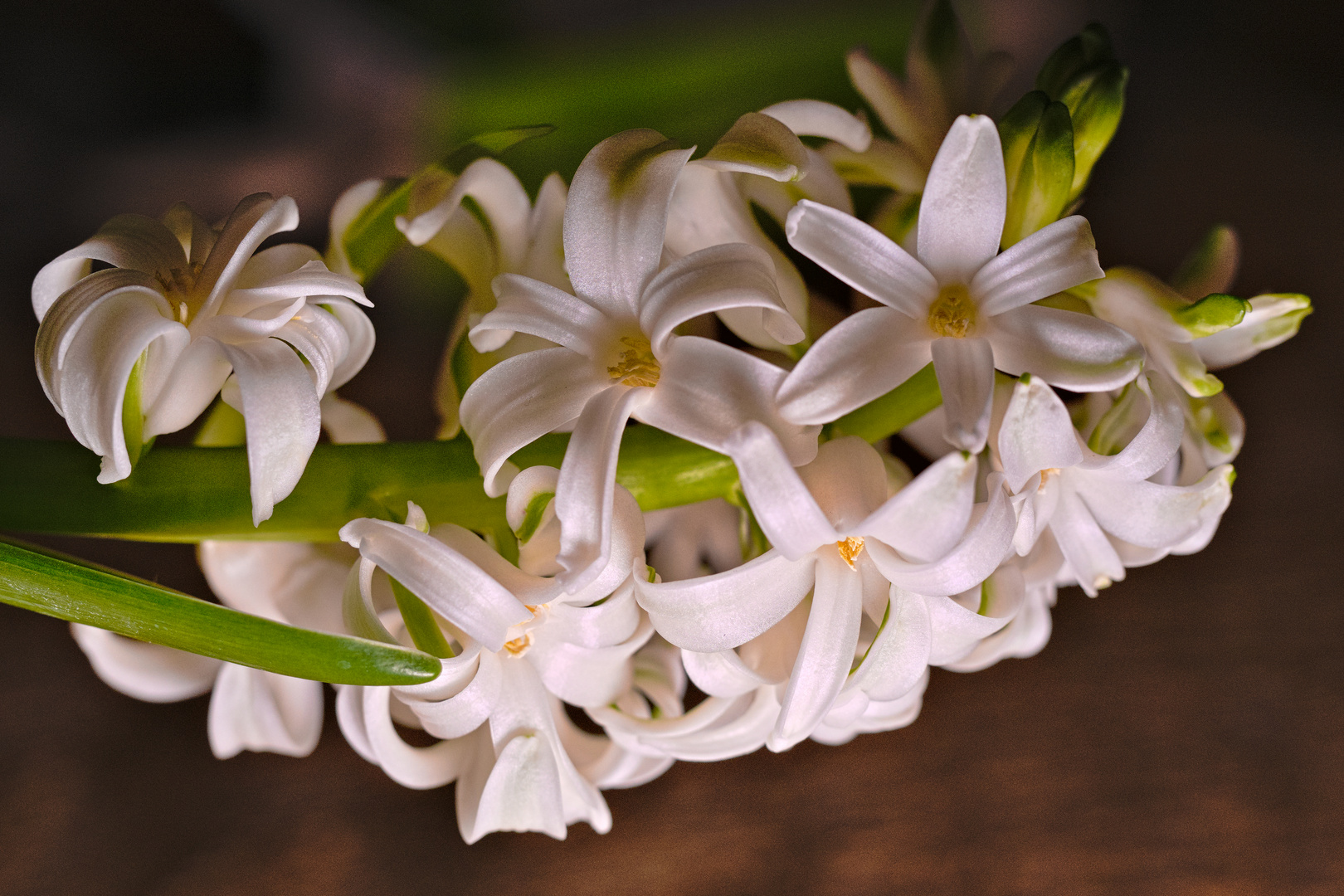 Blumenmakro im Wohnzimmer