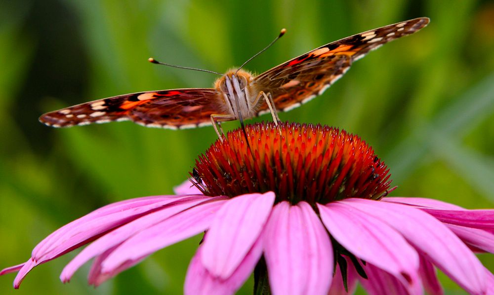 Blumenmakro mit Schmetterling