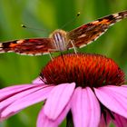 Blumenmakro mit Schmetterling