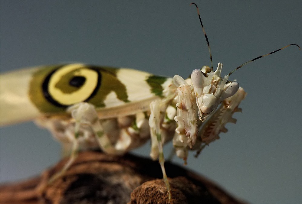 Blumenmantis