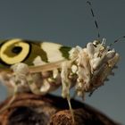 Blumenmantis