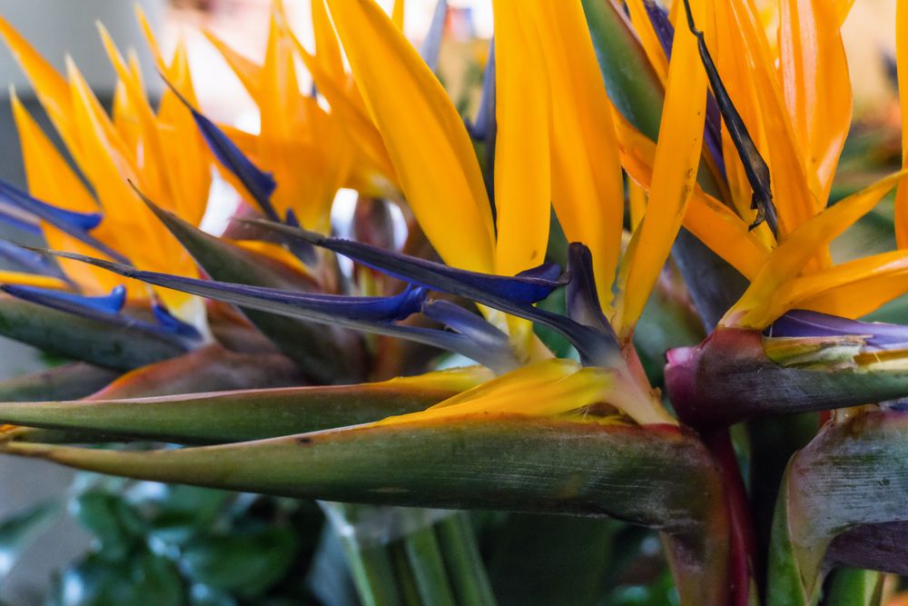 Blumenmarkt Funchal