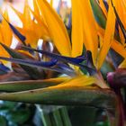 Blumenmarkt Funchal