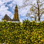 Blumenmarkt in Groningen