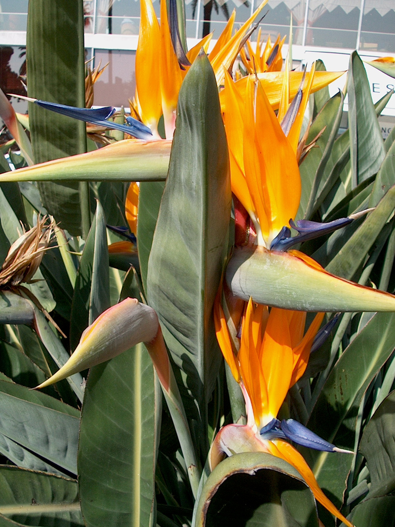 Blumenmarkt in Nica