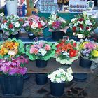 Blumenmarkt in Nica