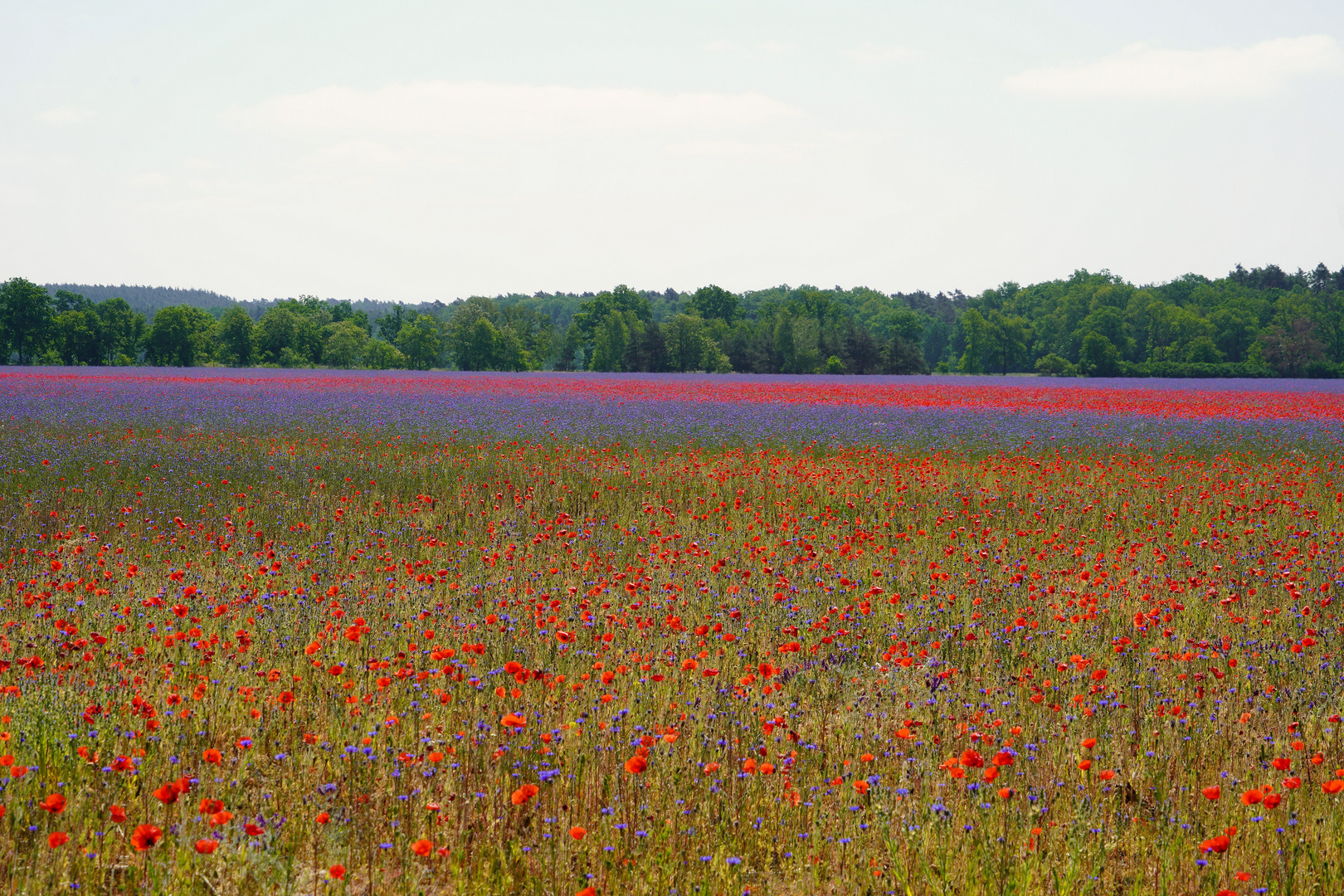 Blumenmeer