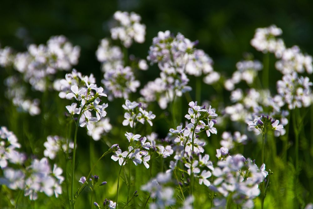 Blumenmeer von fehsti 