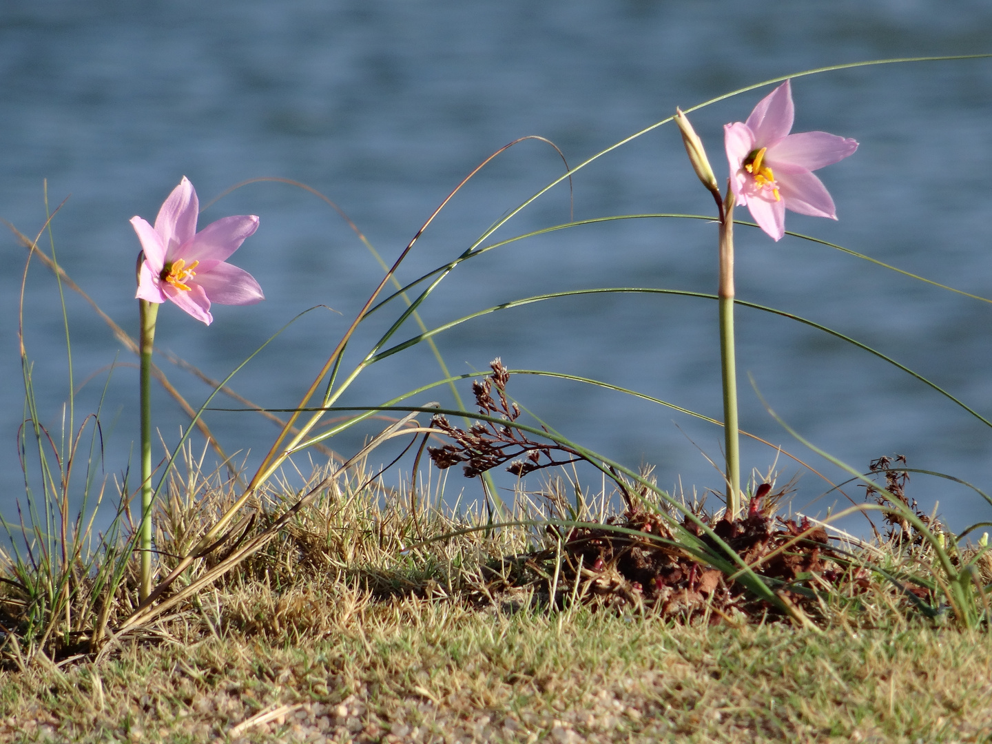 Blumenmeer