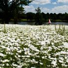 Blumenmeer am Aasee