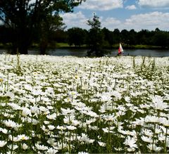 Blumenmeer am Aasee