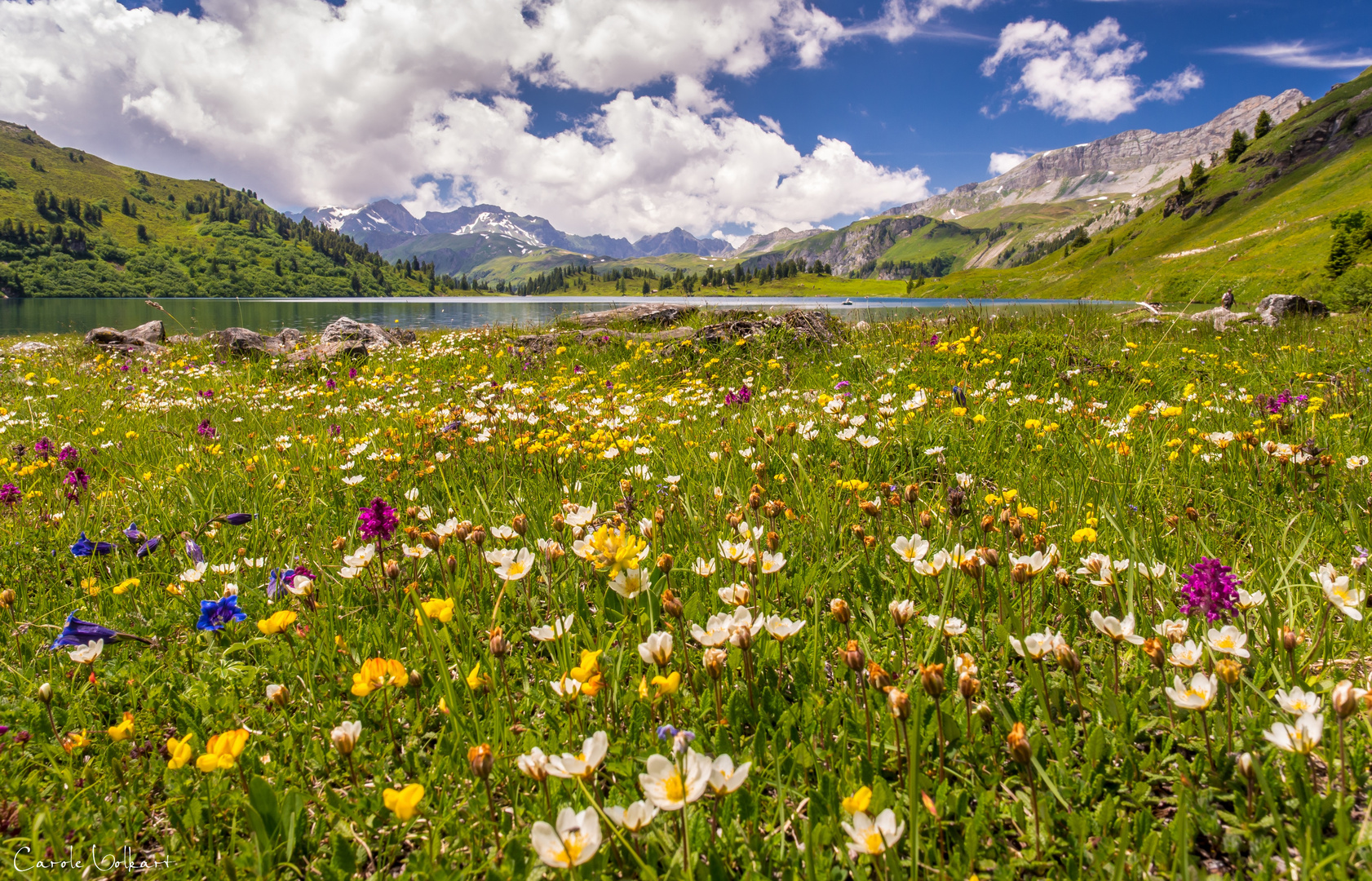 Blumenmeer am Engstlensee