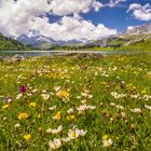 Blumenmeer am Engstlensee