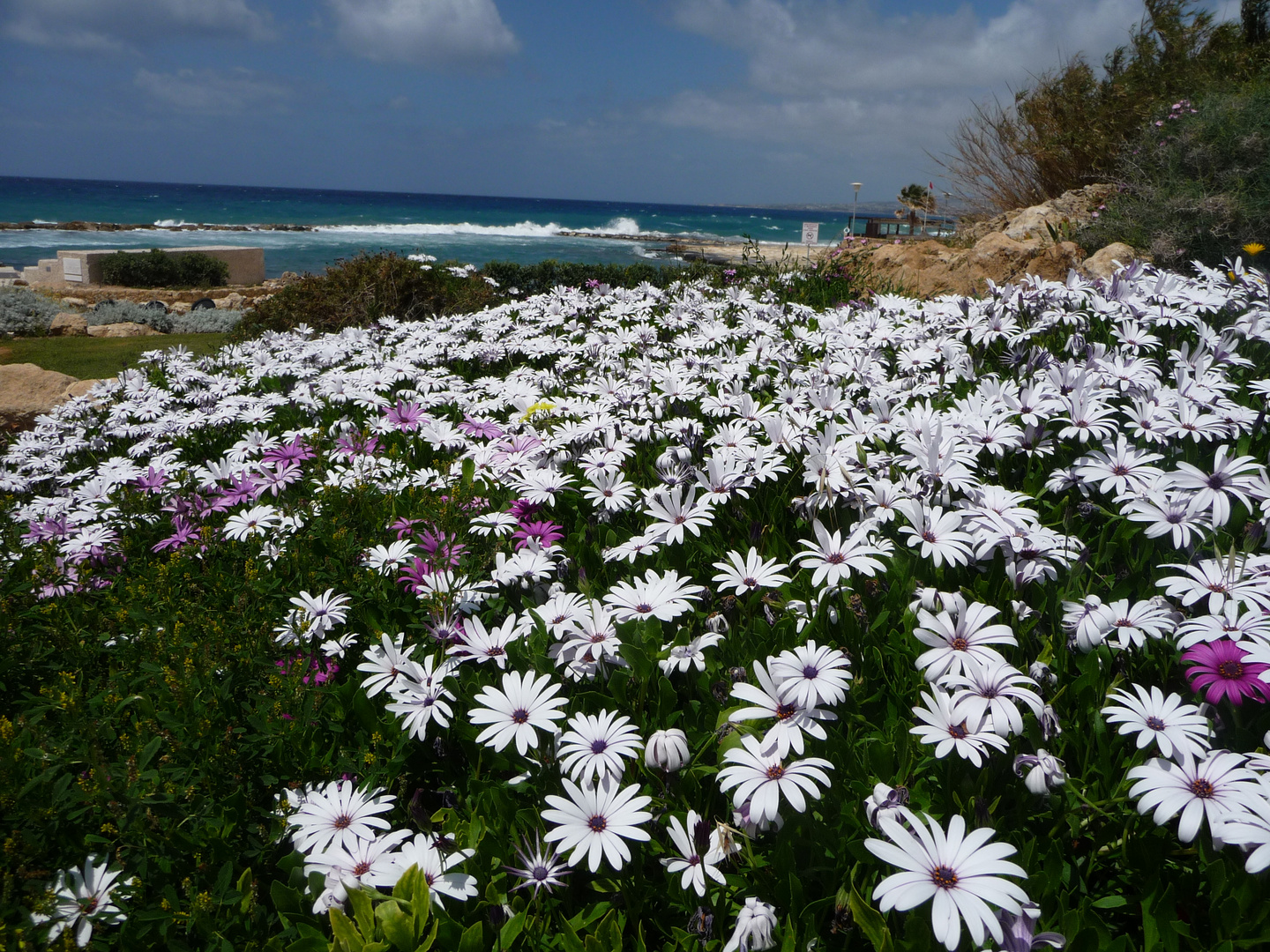 Blumenmeer am Meer