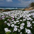 Blumenmeer am Meer