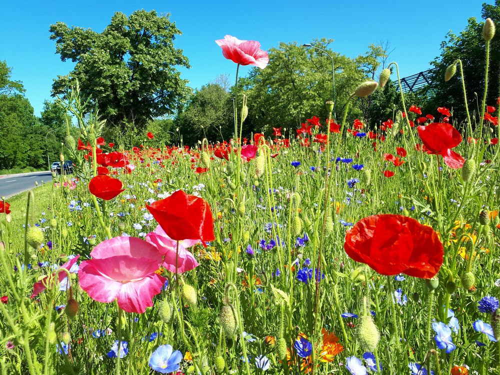 Blumenmeer am Nordsternpark in Gelsenkirchen