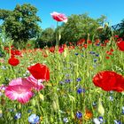 Blumenmeer am Nordsternpark in Gelsenkirchen