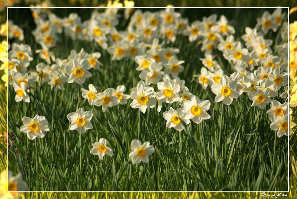 Blumenmeer am Ostersamstag