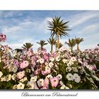 Blumenmeer am Palmenstrand