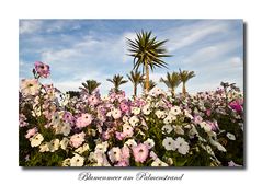 Blumenmeer am Palmenstrand