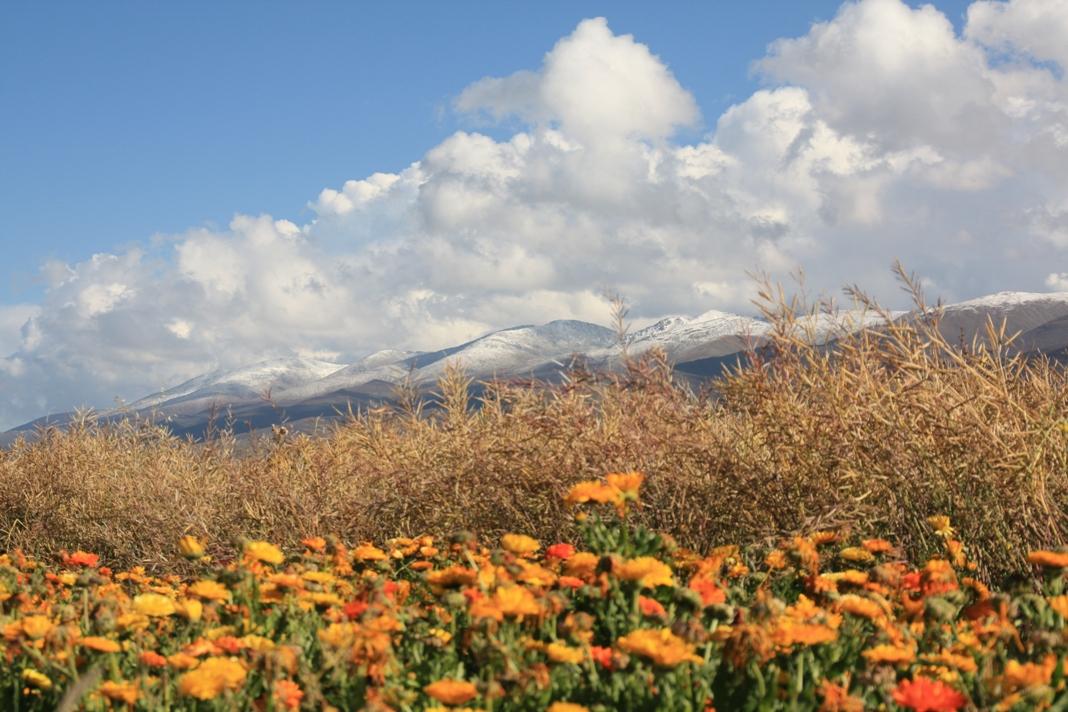 Blumenmeer am Qinghai-lake