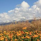 Blumenmeer am Qinghai-lake