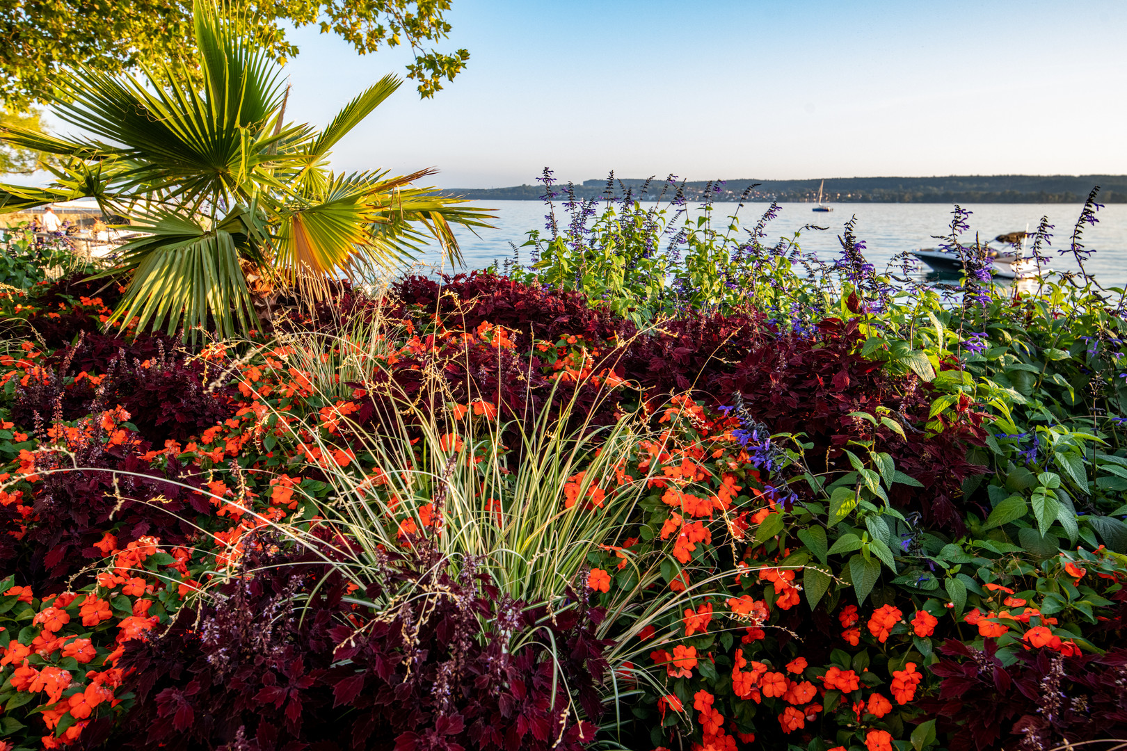 Blumenmeer am Schwäbischen Meer