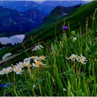 Blumenmeer am Seealpsee (I)