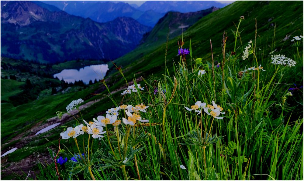 Blumenmeer am Seealpsee (I)