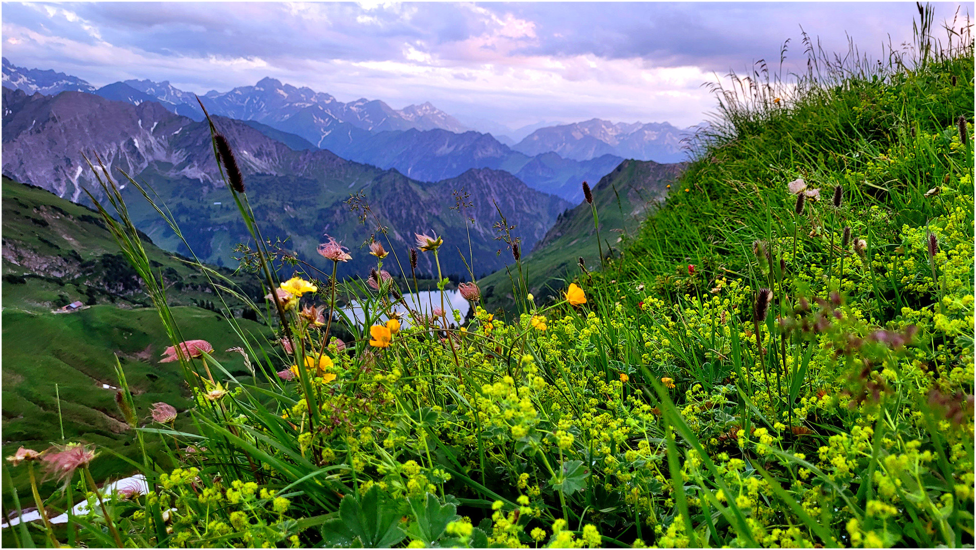 Blumenmeer am Seealpsee (II)