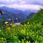 Blumenmeer am Seealpsee (II)