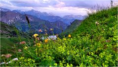 Blumenmeer am Seealpsee (II)