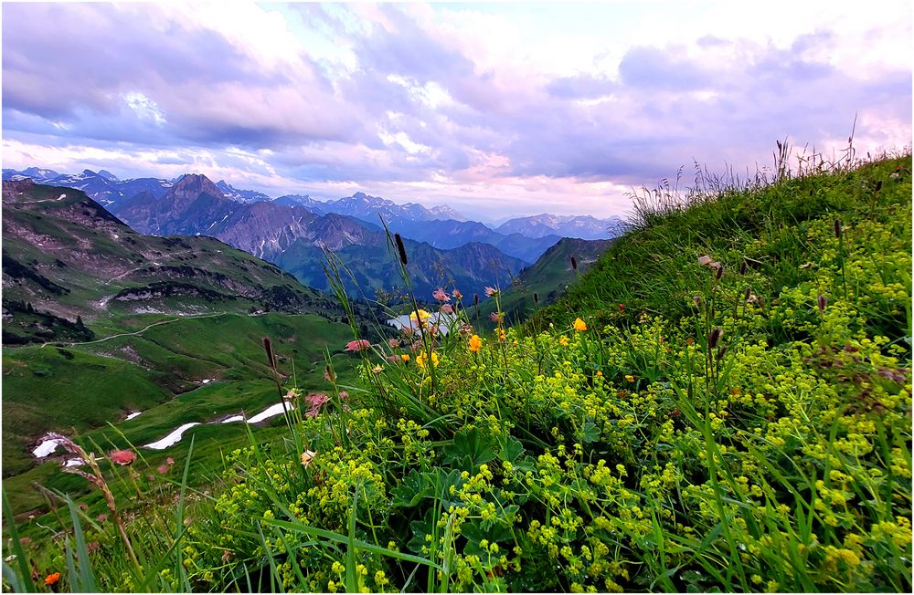 Blumenmeer am Seealpsee (III)