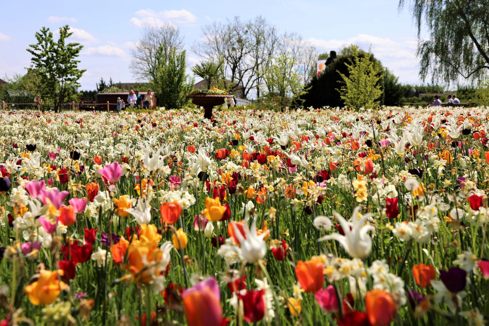 Blumenmeer aus Tulpen