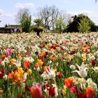 Blumenmeer aus Tulpen