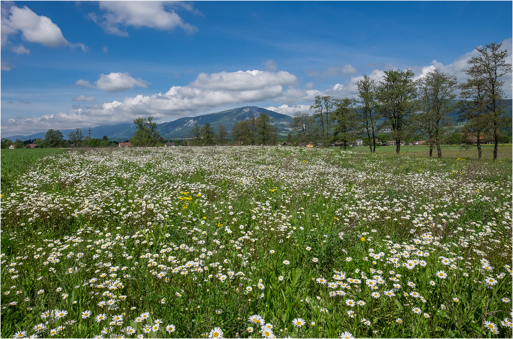 Blumenmeer