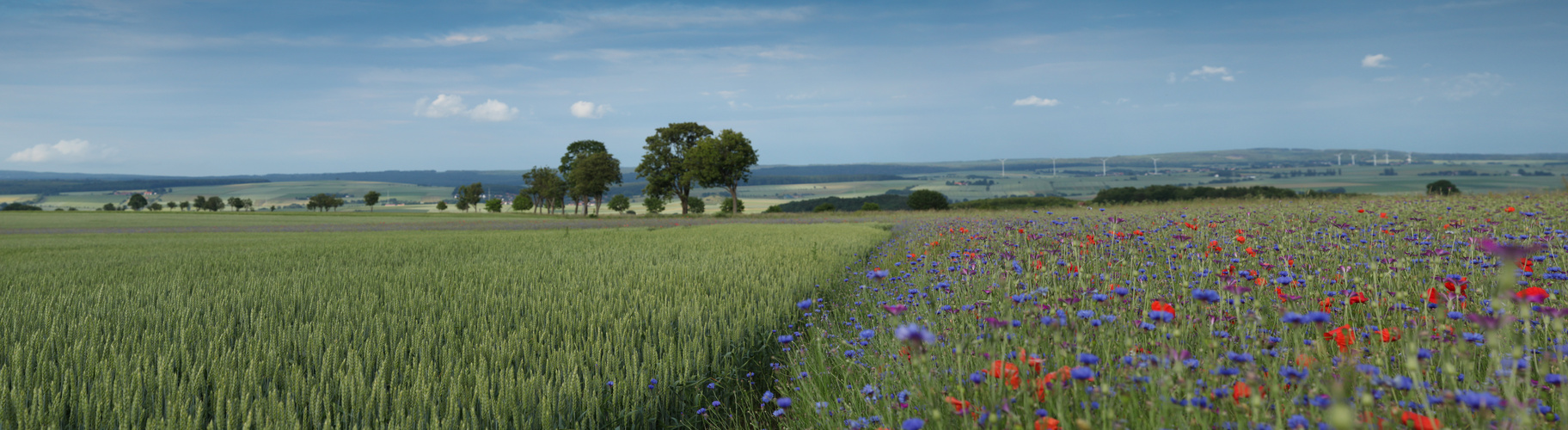 blumenmeer