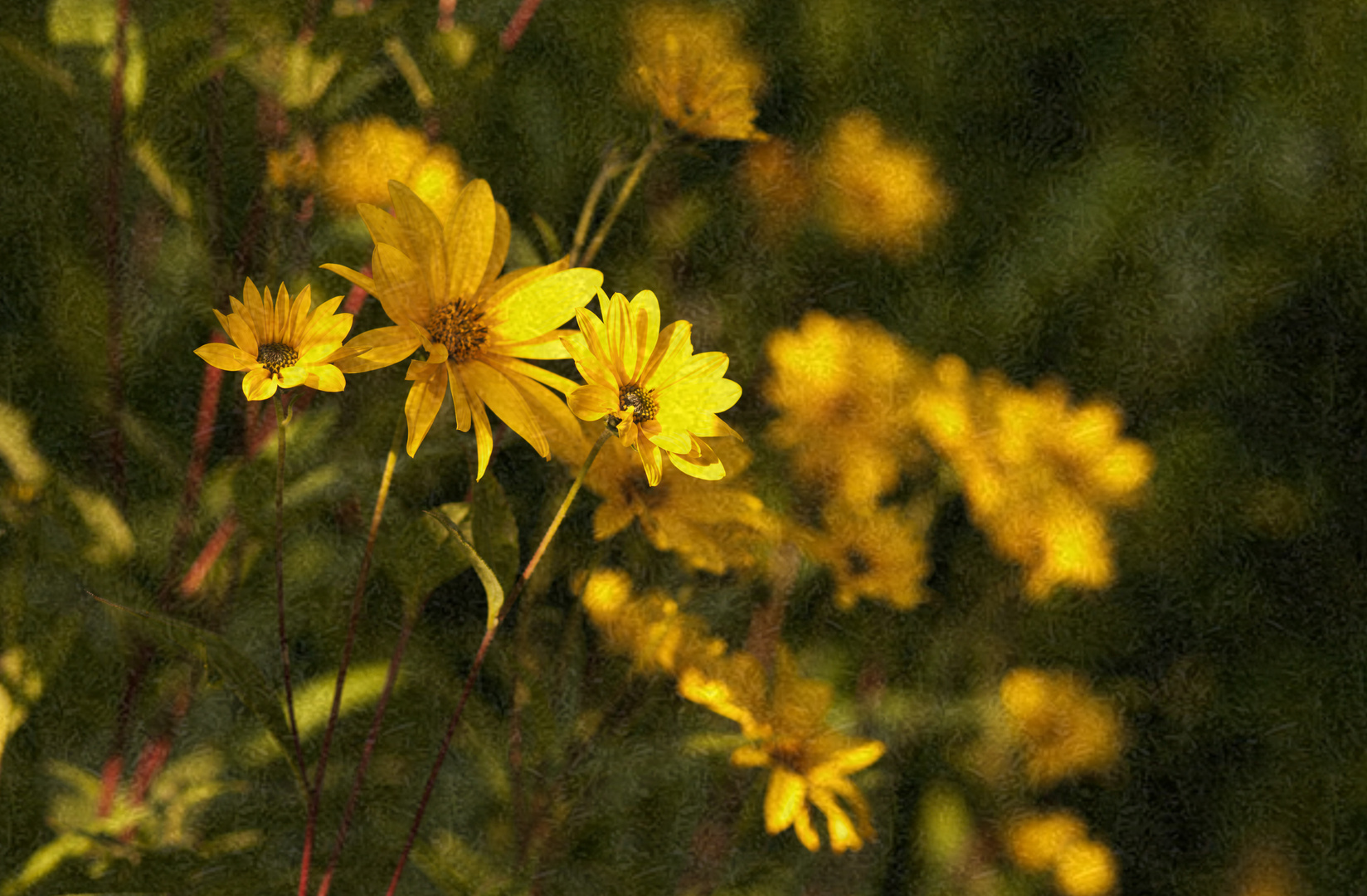 Blumenmeer- Die letzen warmen Sonnenstrahlen