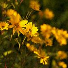 Blumenmeer- Die letzen warmen Sonnenstrahlen