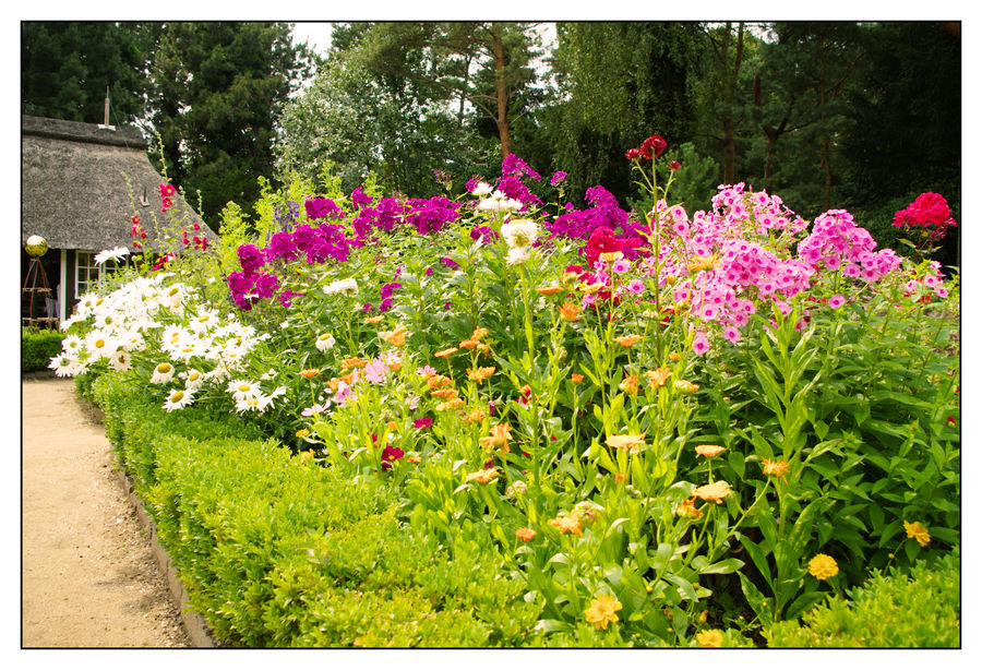 Blumenmeer im Bauerngarten