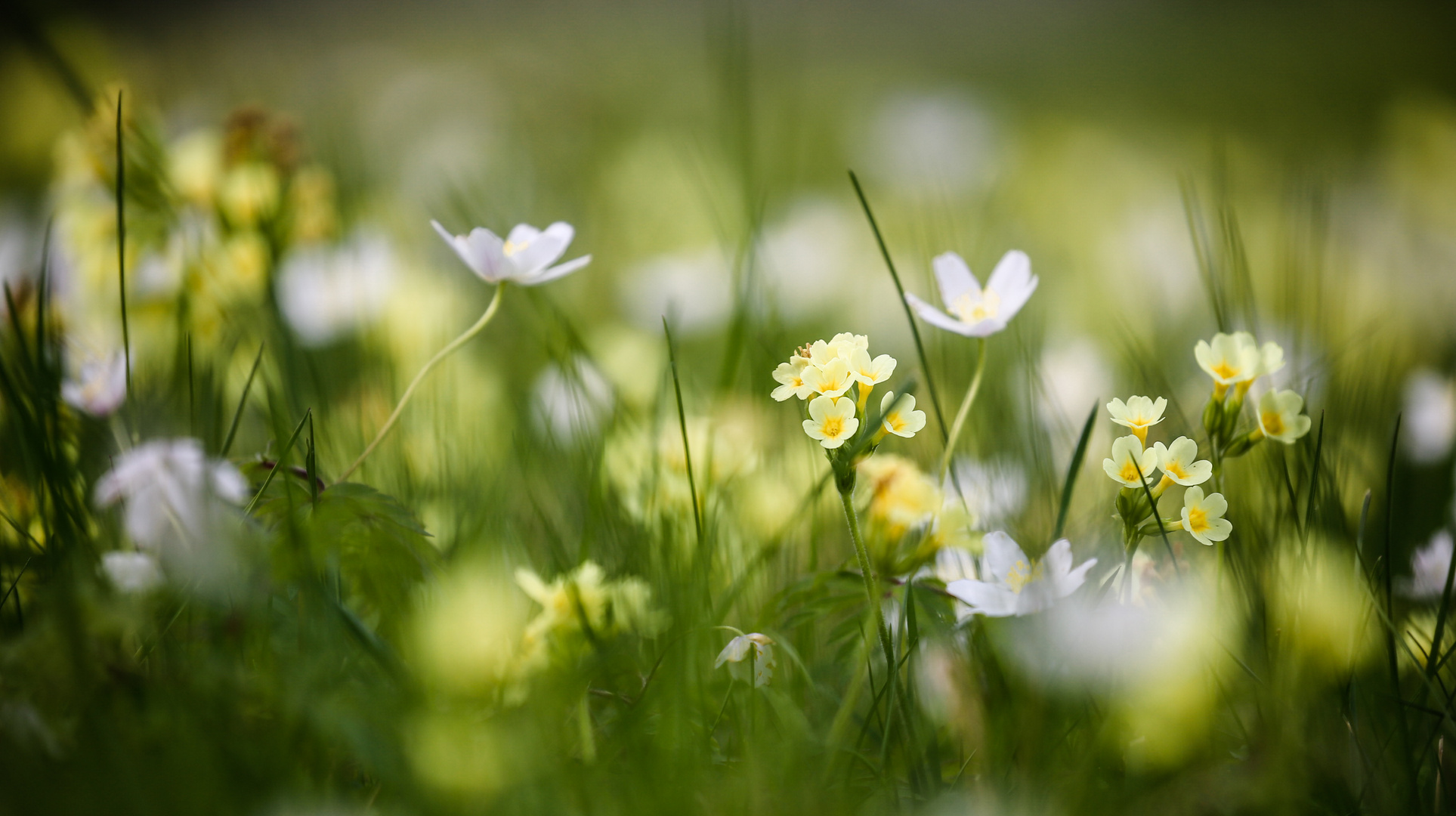 Blumenmeer im Detail