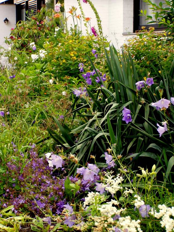 Blumenmeer im elterlichen Vorgarten