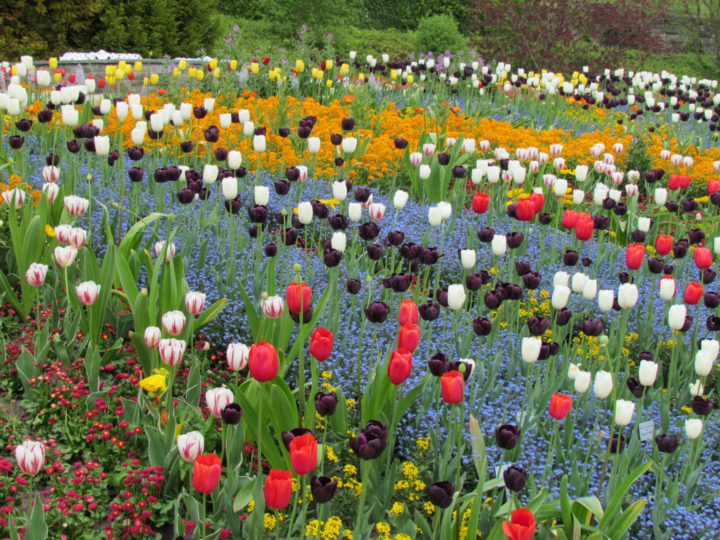 Blumenmeer im Frühling